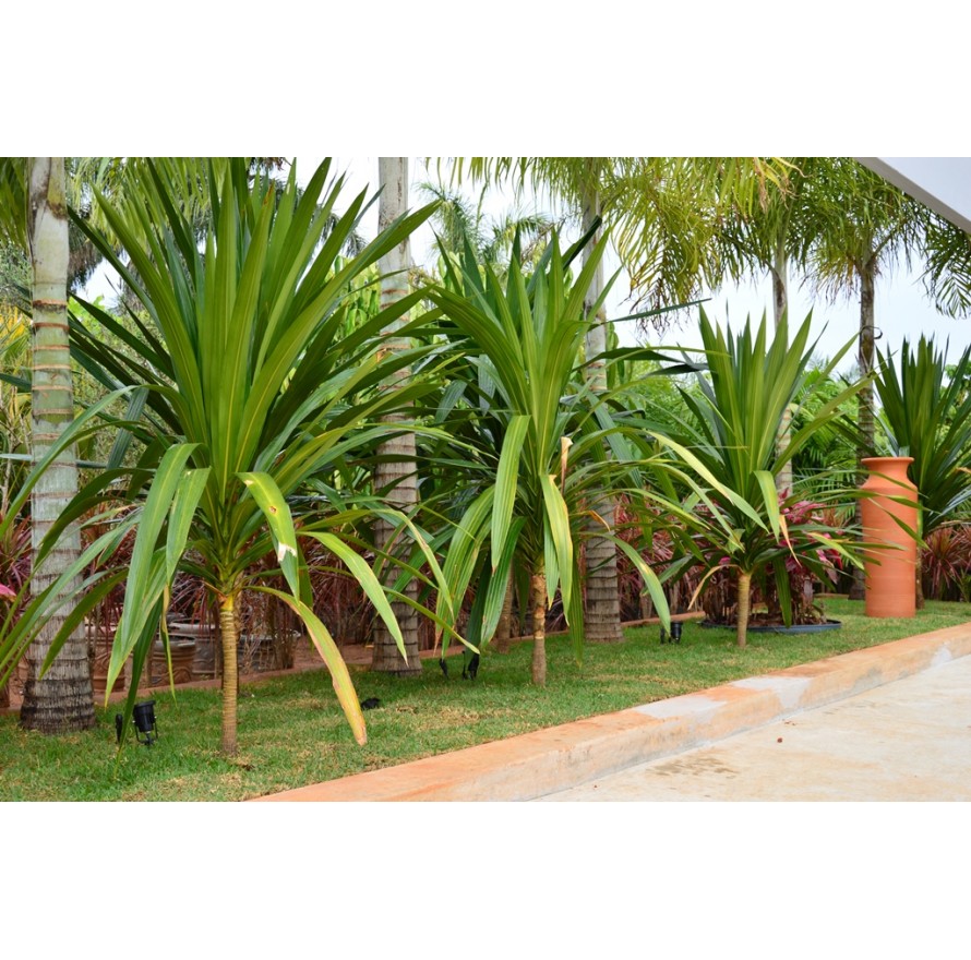 Dracena Arborea 